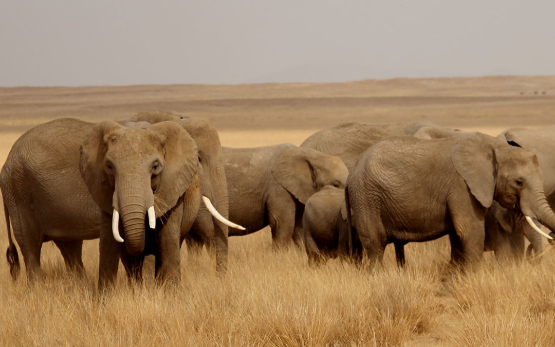 News from the Amboseli Trust for Elephants